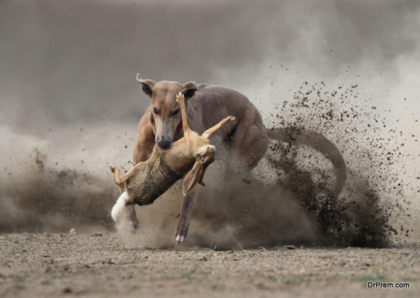 capturing motion in photograph