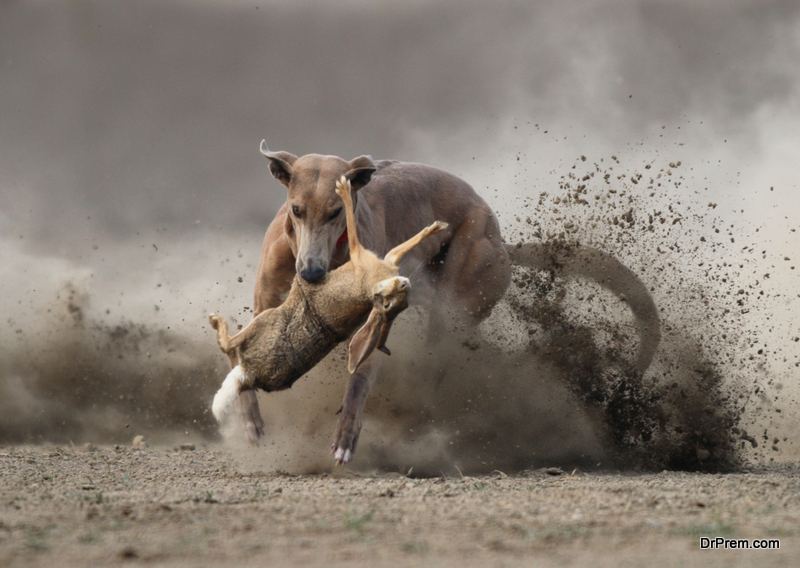 capturing motion in photograph