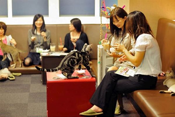 Neko Café, Japan