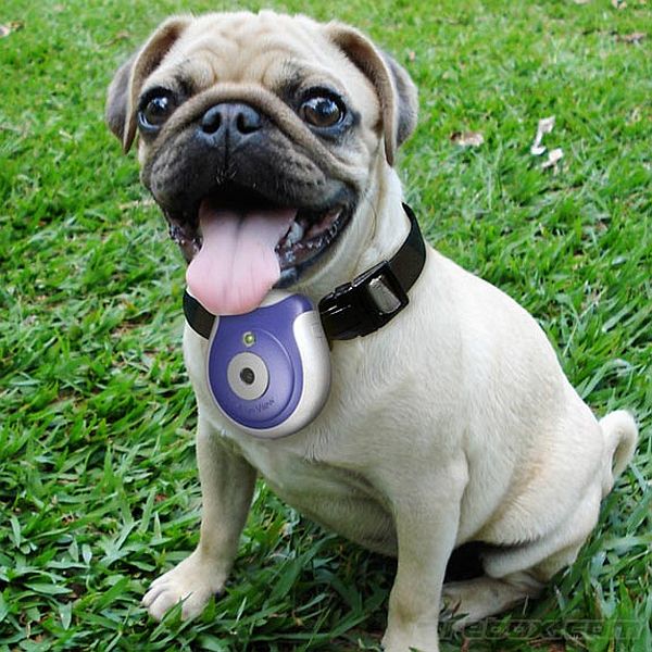 Pet’s Eye View Camera