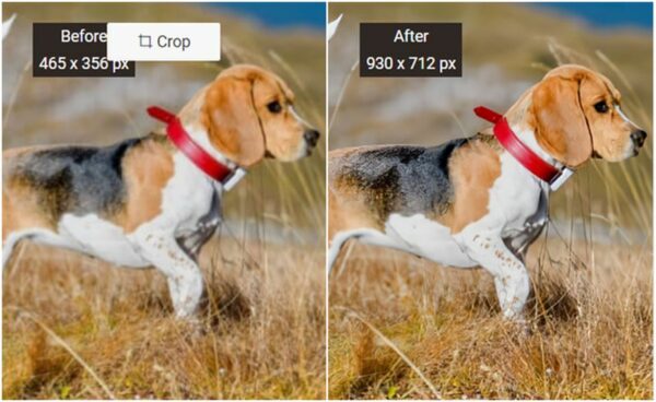 Produce Best Animal Photography with VanceAI Image Upscaler