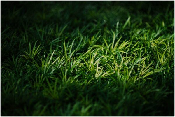 What Is The Artificial Turf Cost For A Residential Lawn