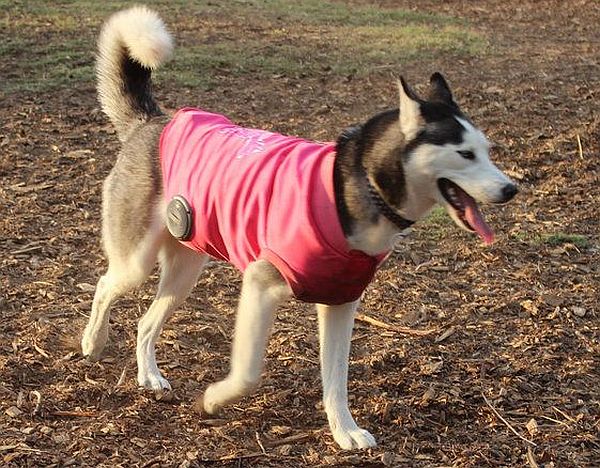 Woofer – Dog Vest with 30 watt Speakers