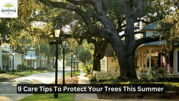9 Care Tips To Protect Your Trees This Summer